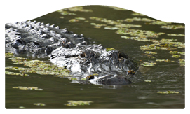 DASHELL-300 Alligator